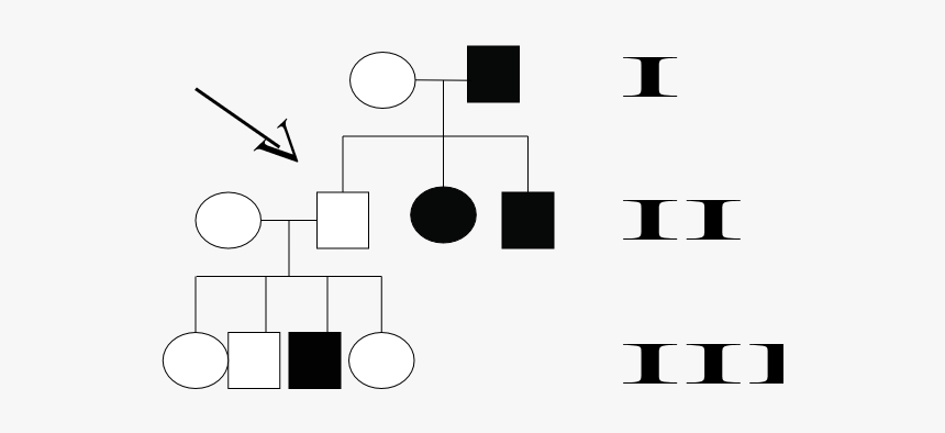 Pedigree Chart - Circle, HD Png Download, Free Download