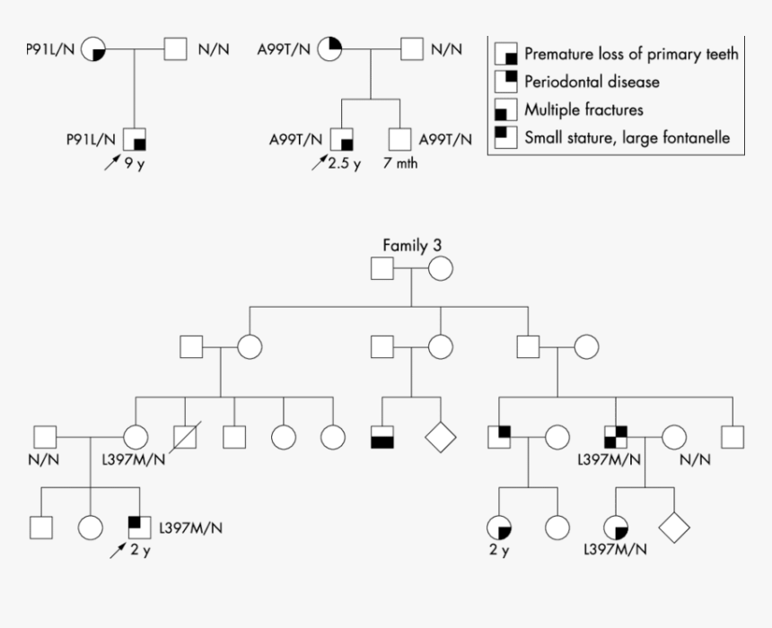 Pedigree With Multiple Diseases, HD Png Download, Free Download