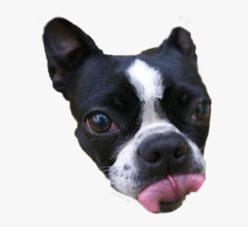 Quick Png Cutout - Boston Terrier, Transparent Png, Free Download