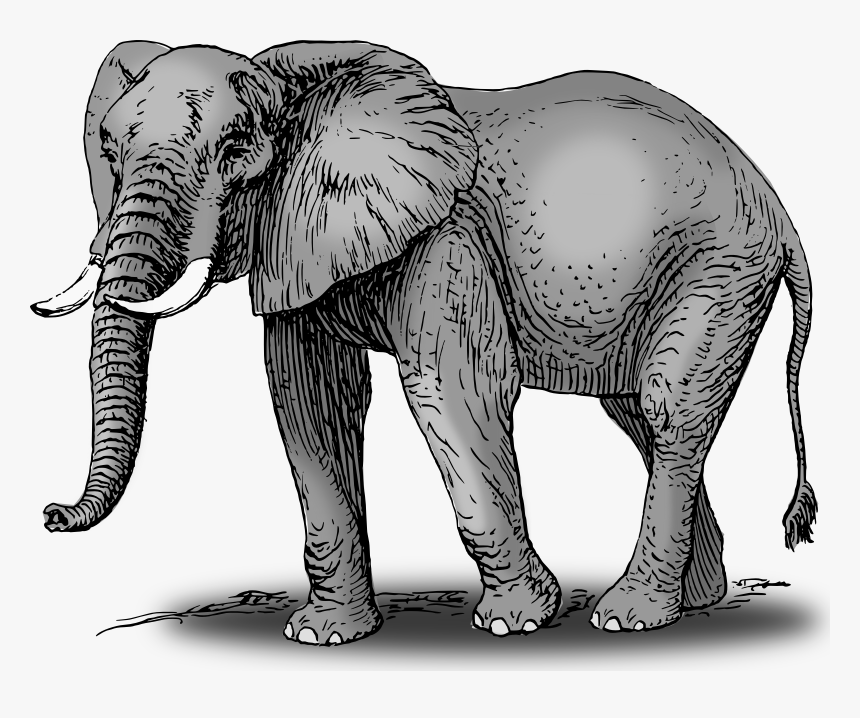 Transparent Elefante Png - Elephant Drawing With Color, Png Download, Free Download