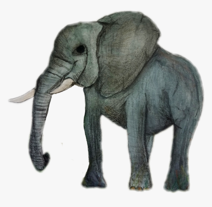 #elephant #pets & Animals #animal #wild #drawing - Indian Elephant, HD Png Download, Free Download