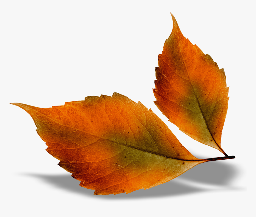 Fall Leaves Transparent Background, HD Png Download, Free Download