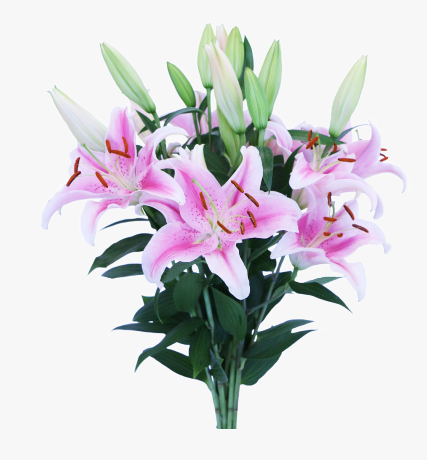 Stargazer Lily, HD Png Download, Free Download