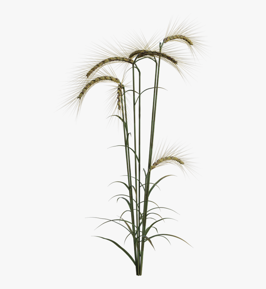 Grass, HD Png Download, Free Download