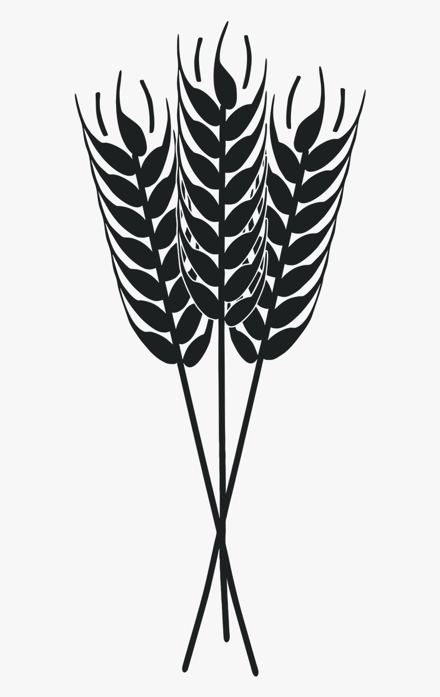 Wheat, HD Png Download, Free Download