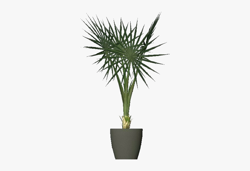 Mediterranean Dwarf Palm - Small Olive Tree Png, Transparent Png, Free Download