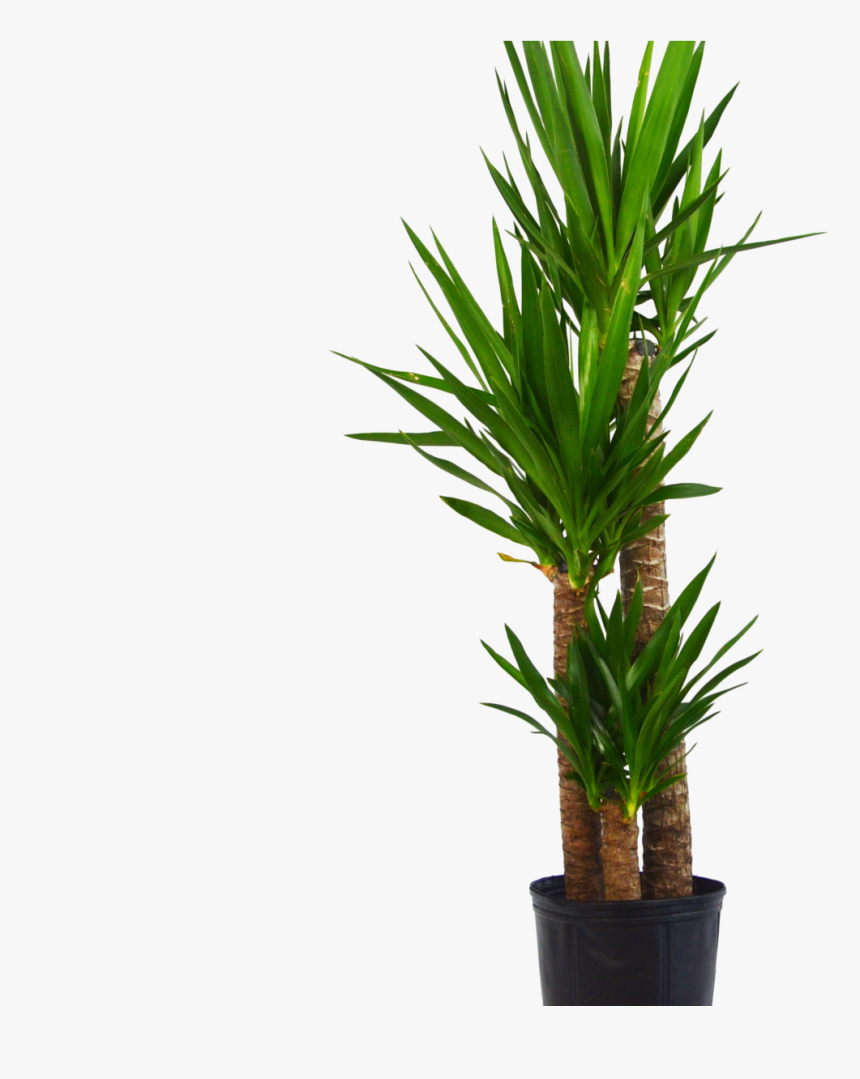 Yuca Elephantipes "spineless Yucca - Houseplant, HD Png Download, Free Download