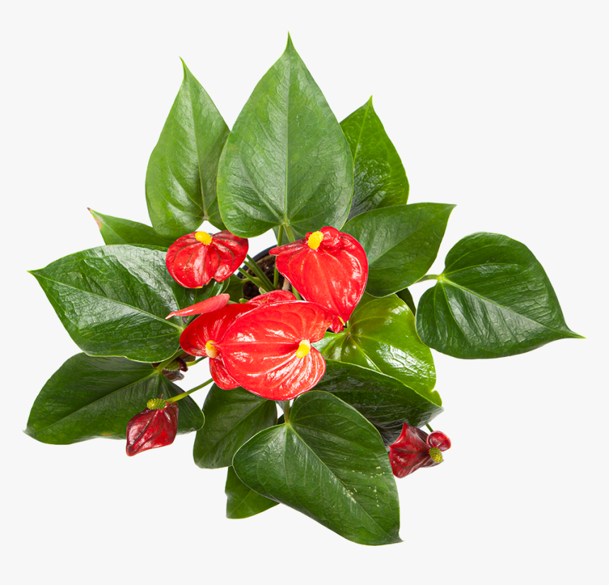 Flowering Anthurium For Sale - Chinese Hibiscus, HD Png Download, Free Download