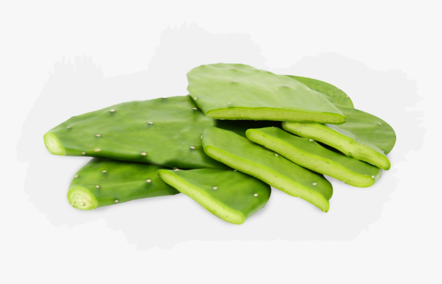 Nopales Are Thick, Oval, Flat, Modified Stems Of The - Nopal, HD Png Download, Free Download
