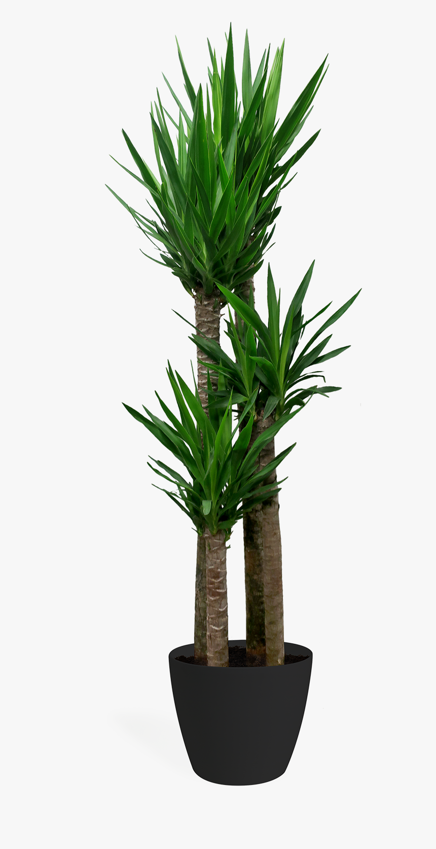 Garden Palm Trees, HD Png Download, Free Download