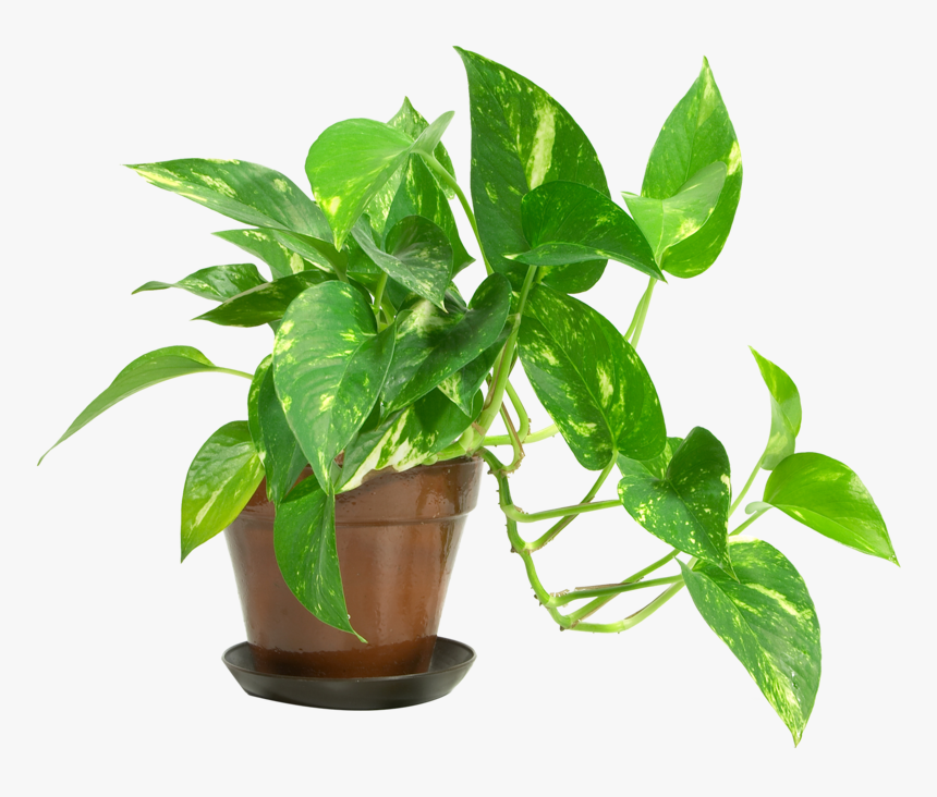 House Plants, HD Png Download, Free Download