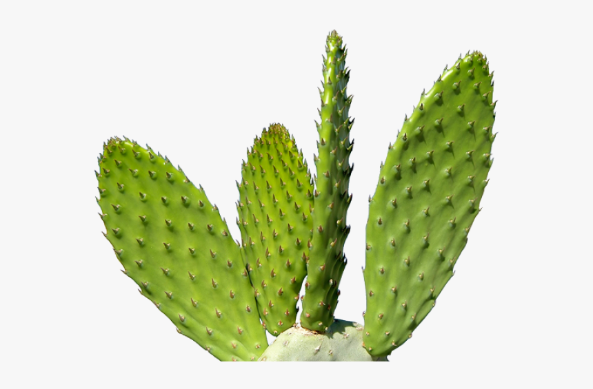 Castus Png Free Image Download - Transparent Cactus Png, Png Download, Free Download