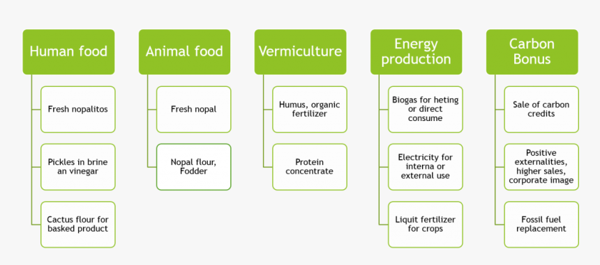Esquema Uso Nopal Ingles - Parallel, HD Png Download, Free Download