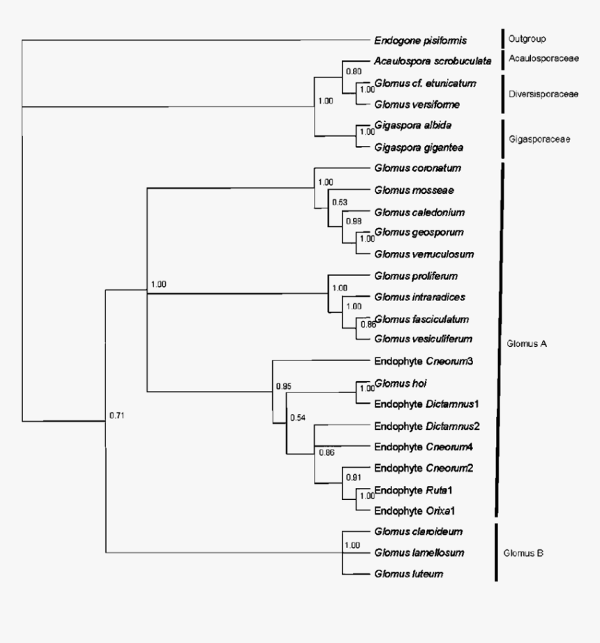Document, HD Png Download, Free Download