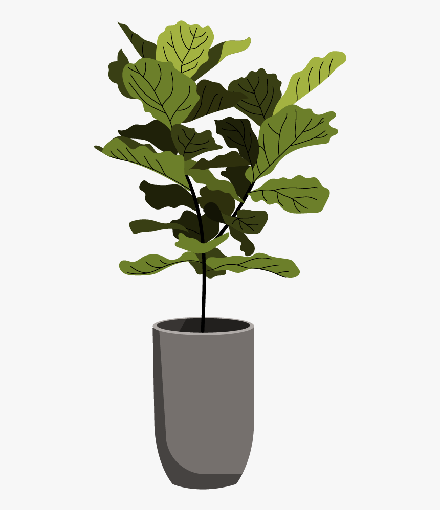 Fiddle-leaf Fig, HD Png Download, Free Download