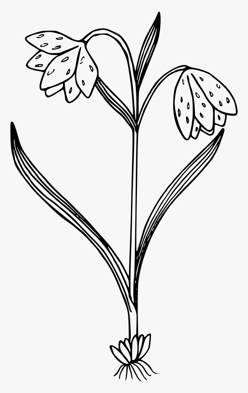 Wild Flowers Png Black And White, Transparent Png, Free Download