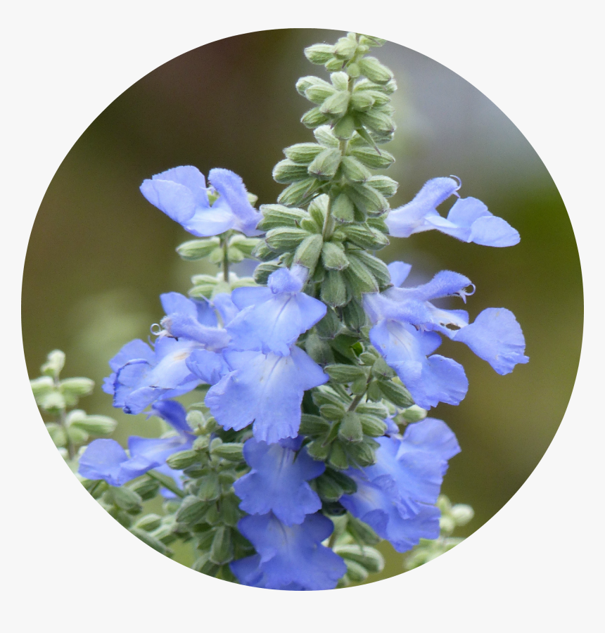 Monkshood Drawing Blue Png Black And White Stock - Salvia Stenophylla, Transparent Png, Free Download