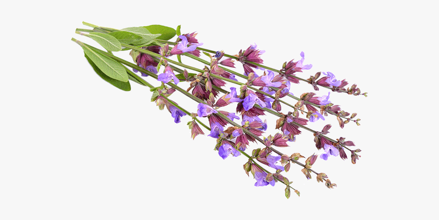 190621clary-sage - Lobelia, HD Png Download, Free Download