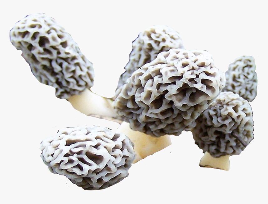 False Morel, HD Png Download, Free Download