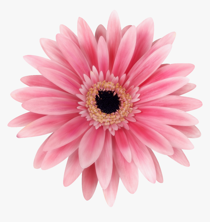 Flower Transvaal Daisy Stock Photography Common Daisy - Transvaal Daisy, HD Png Download, Free Download