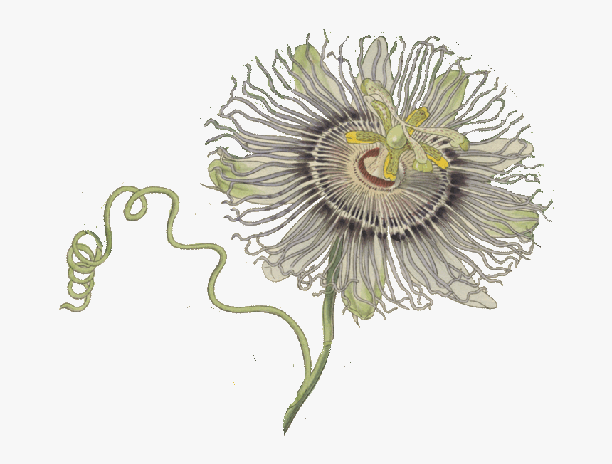 Bitterness 0 Ibus - Passion Fruit Flower Png, Transparent Png, Free Download