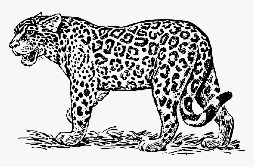 Leopard Wildcat Maneater Animal Biology Mammal Jaguar