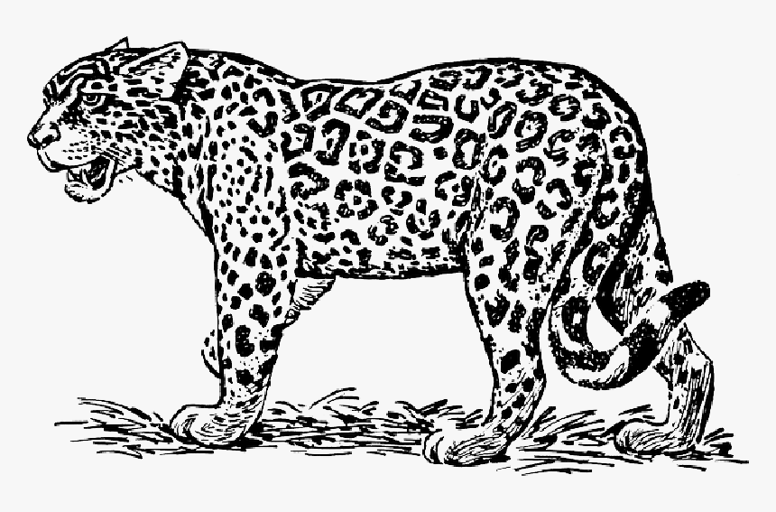 Leopard, Wildcat, Maneater, Animal, Biology, Mammal - Jaguar Clipart Black And White, HD Png Download, Free Download