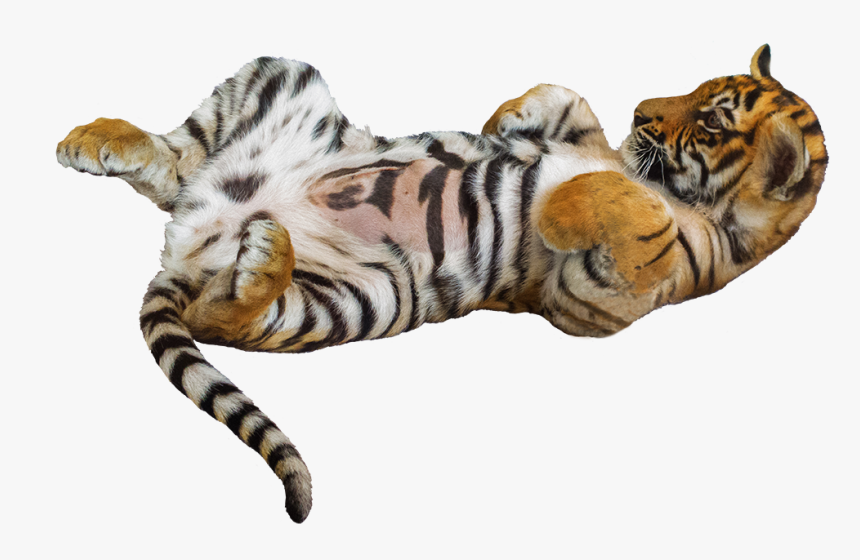 Tiger Pup On It"s Back - Siberian Tiger, HD Png Download, Free Download