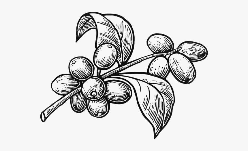 Drawing Coffee Vector - Coffee Plant Vector Png, Transparent Png, Free Download