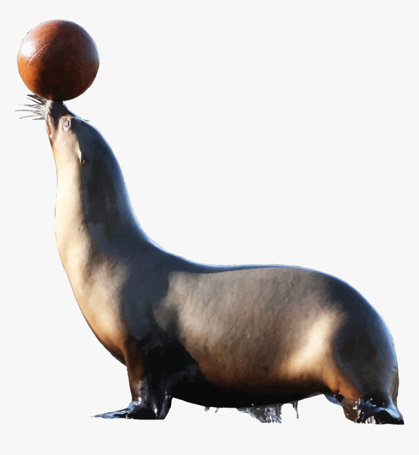 Transparent Foca Clipart - Lobo Marino Con Pelota, HD Png Download, Free Download