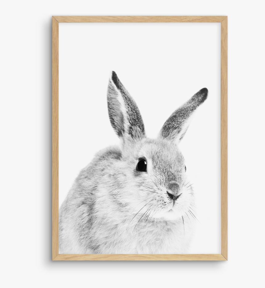 Hares Drawing Baby - Snowshoe Hare, HD Png Download, Free Download