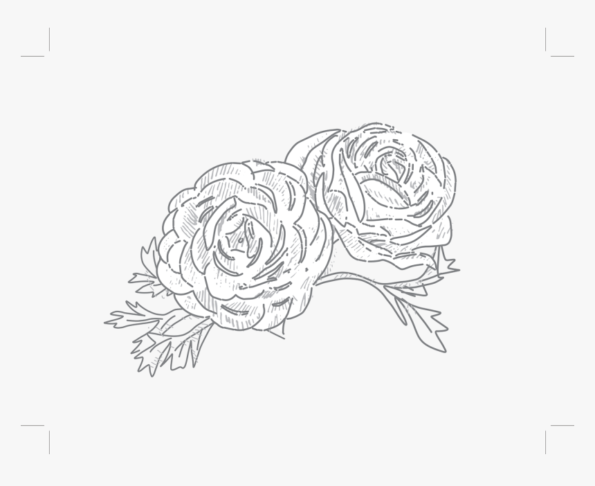 Garden Roses, HD Png Download, Free Download