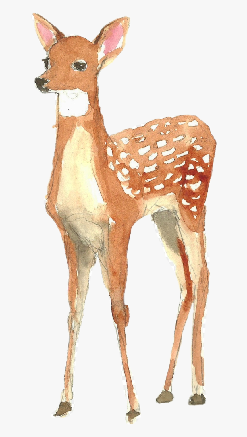 #doe #fawn #deer #babydeer #forest #forestanimals #nature - Deer Watercolor Png, Transparent Png, Free Download