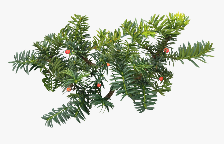 Evergreen Branch Png - Western Yew, Transparent Png, Free Download