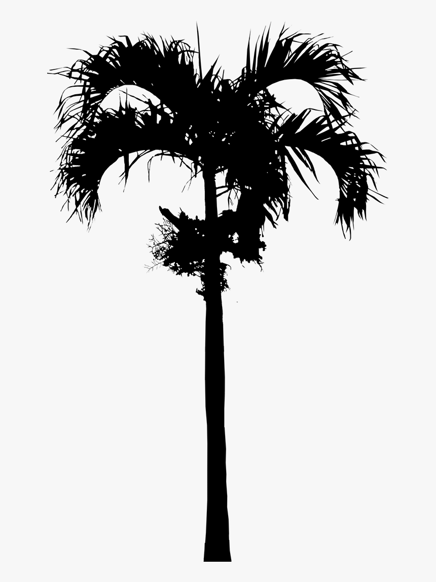 Asian Palmyra Palm Babassu Date Palm Palm Trees Silhouette - Palm Trees, HD Png Download, Free Download