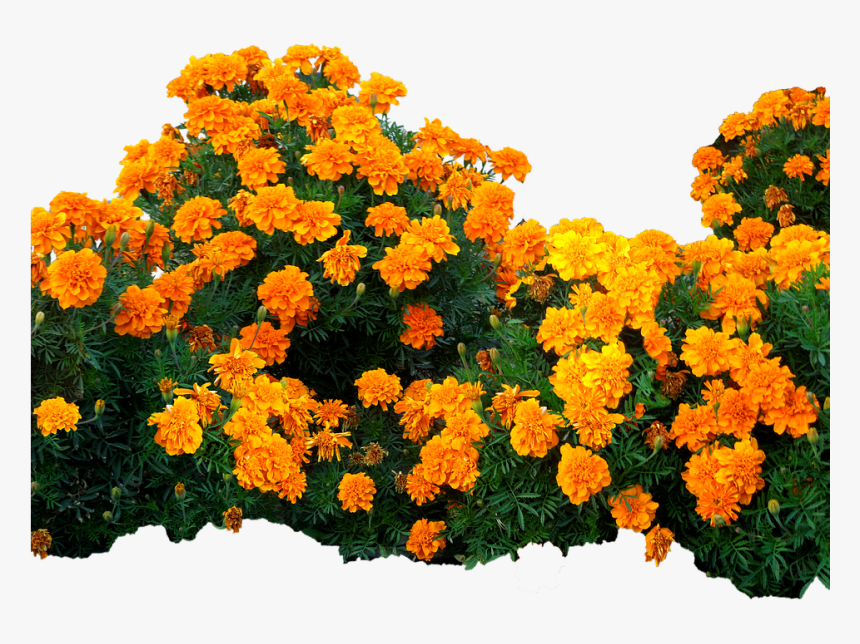 Plantas Con Flores Png Clipart , Png Download - Plantas Con Flores Png, Transparent Png, Free Download