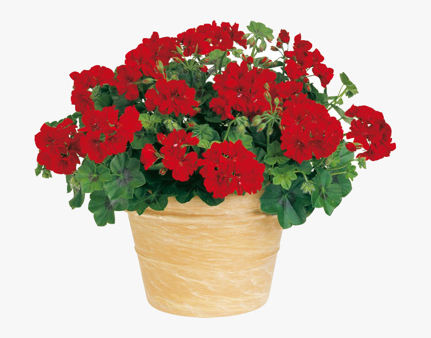 Flowerpot, Hd Png Download - Pelargonium Peltatum Boneta, Transparent Png, Free Download