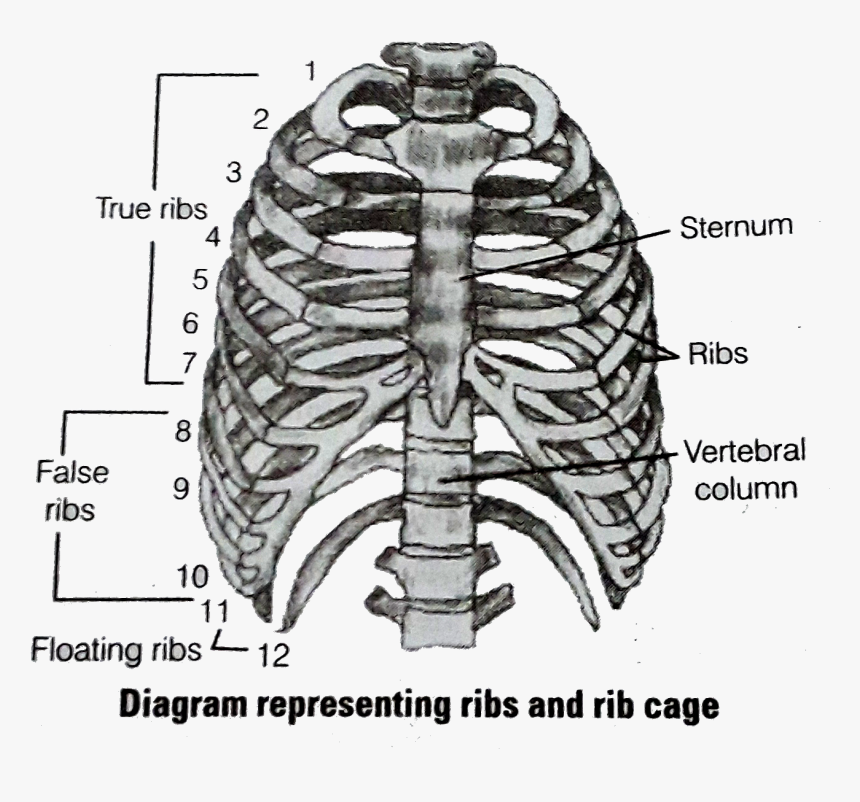 Ribs Are Called Bicephalic, HD Png Download, Free Download