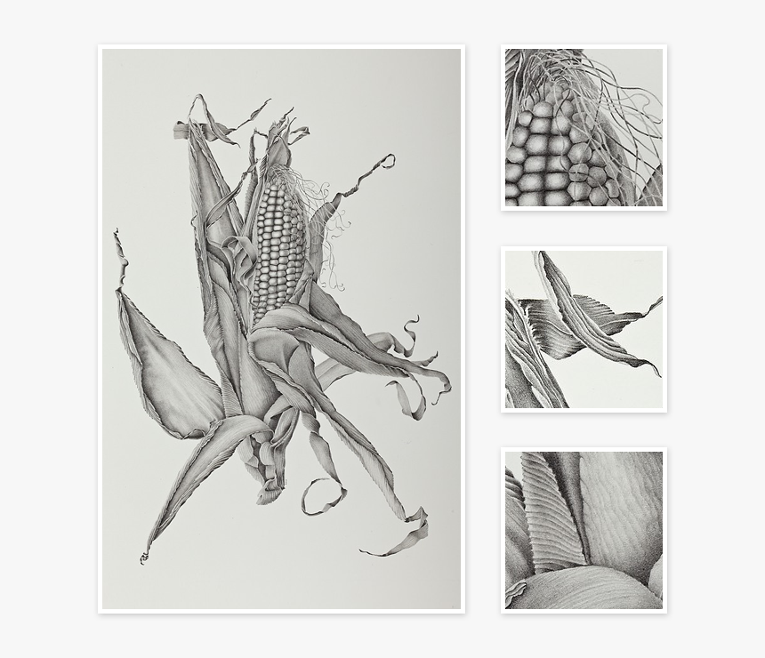 Sketch Of Corn Art, HD Png Download, Free Download