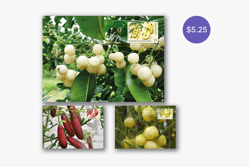 Fruit Tree, HD Png Download, Free Download