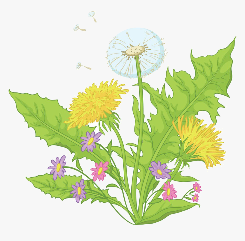 1000 X 937 - Dandelion Cartoon Drawing, HD Png Download, Free Download