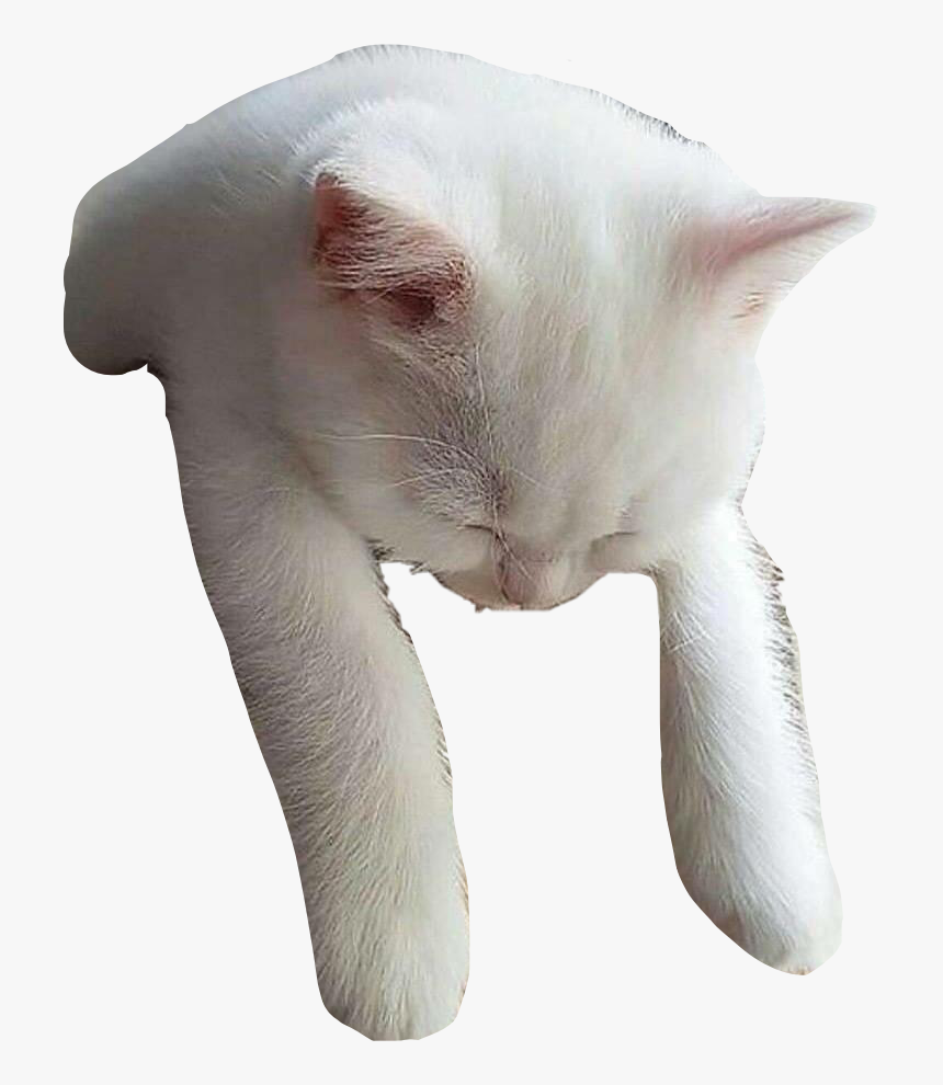 #cat #sleeping #sleepingcat #cute #white #whitecat - Domestic Short-haired Cat, HD Png Download, Free Download