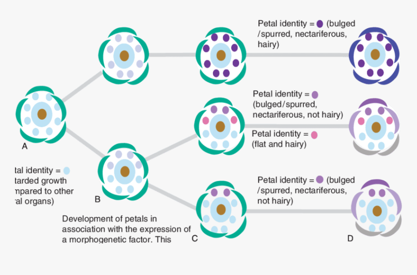 Schematic Sequence Of Events During Floral Development - Circle, HD Png Download, Free Download