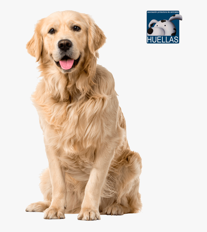 Transparent Huellas Png - Golden Labrador Retriever Dogs, Png Download, Free Download