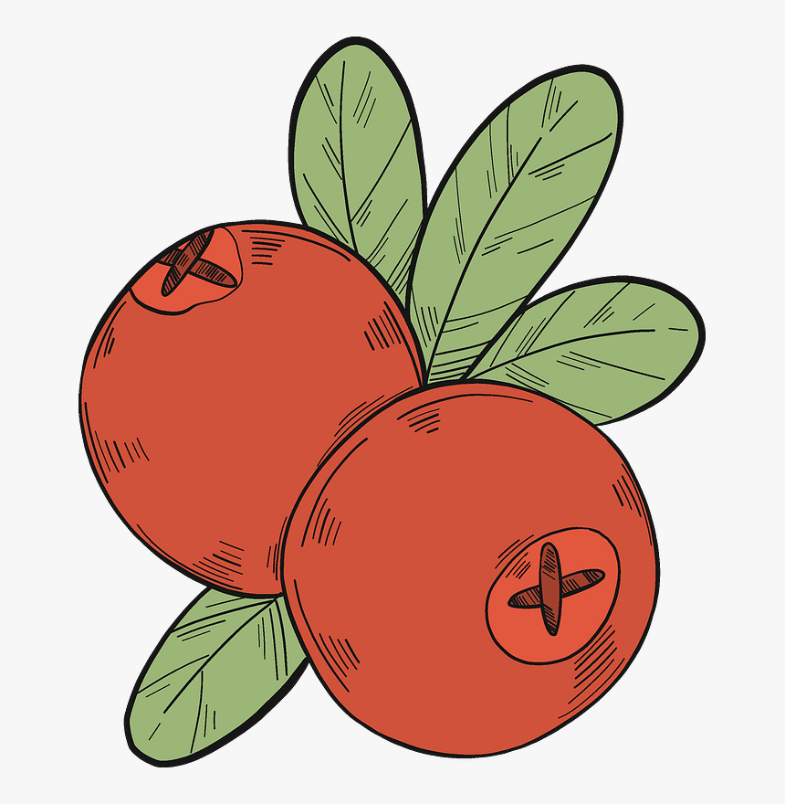 cranberries clip art