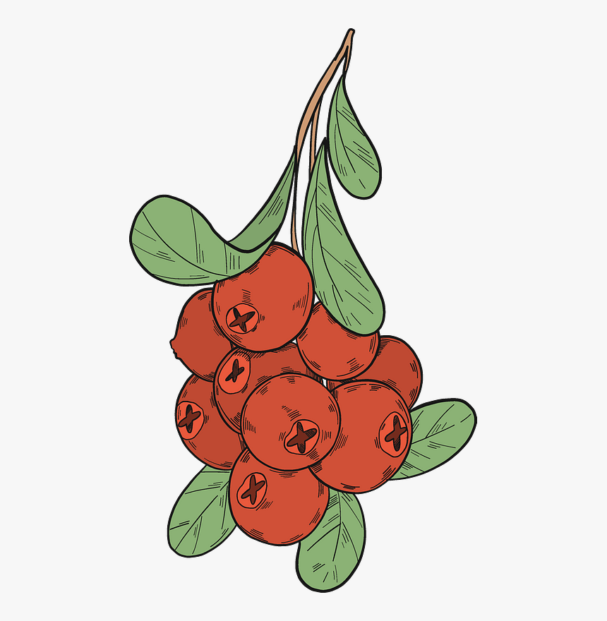 Cranberries Clipart, HD Png Download, Free Download