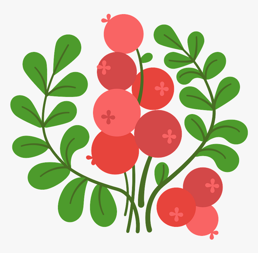 Cranberry Clipart, HD Png Download, Free Download