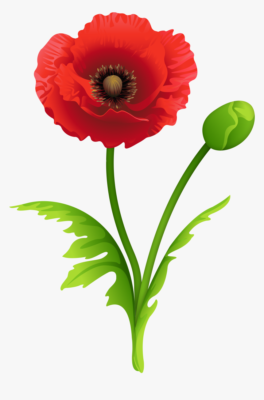 Red Poppy Clipart Image - Transparent Poppy Clipart, HD Png Download, Free Download