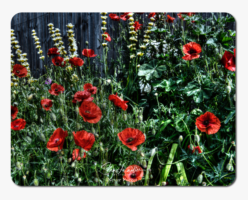 Corn Poppy, HD Png Download, Free Download