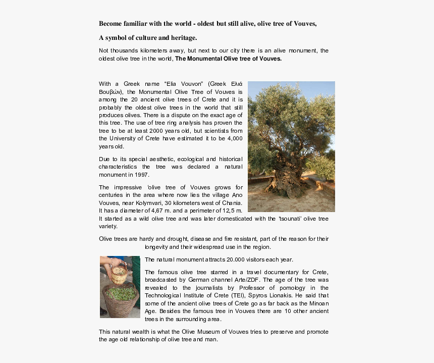 Tree, HD Png Download, Free Download